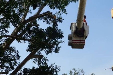 Yard Trims Trees on West Side