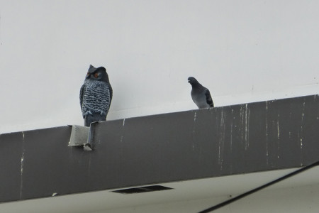 Big Guy is my Body Guard