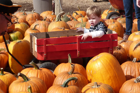 Culver City’s Pumpkin Patch