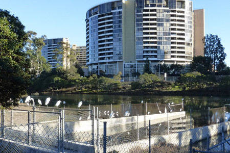 Egrets Galore