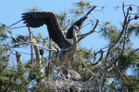 Last Rookery to Be Destroyed