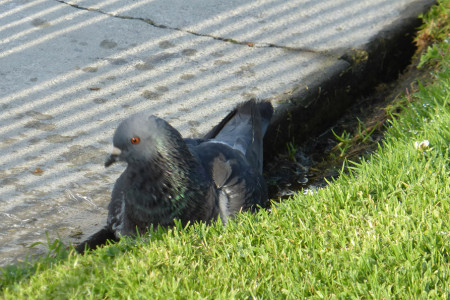 Who Says Bird Baths Have to be Round?