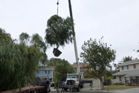 A tree grows in Brooklyn; In Venice, they...