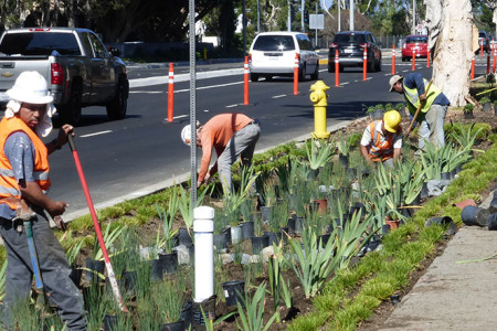 Runoff Area Gets Potted