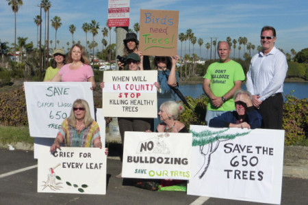 Environmental Groups Protest Tree Removal