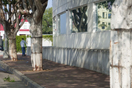 Google Removes Tree Supports
