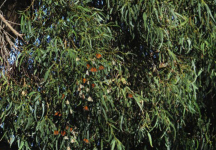 Monarch Sighting Should have Triggered Action