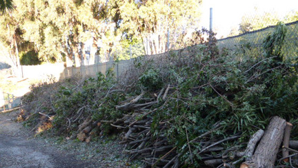 Oxford Basin–Trees are Cut; Protesters...