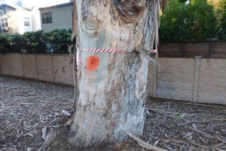 Trees Wear Dots and Sashes