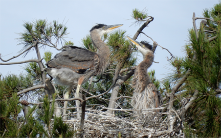 Help Save the Herons at Mariners Village...