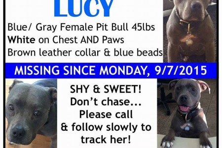 Lost Dog
