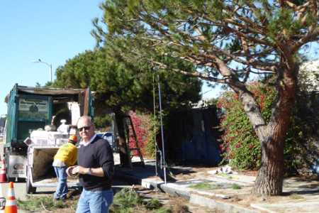 VSA Funds Trimming 21 Italian Stone Pines...