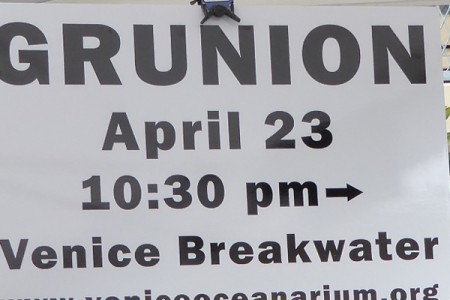 Grunion Running 23 April