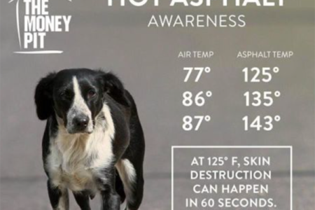 Careful Jogging Your Dog