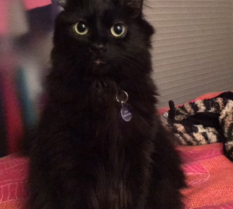 Boo is Missing