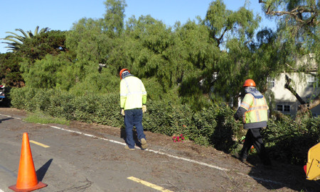 Trees in Marina to Be Trimmed, Some Replaced