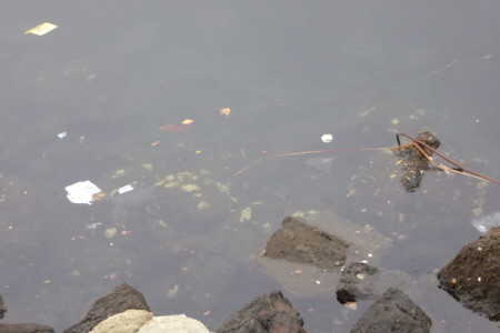 Ocean has rain run-off debris