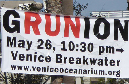 Grunion Run on 26 May