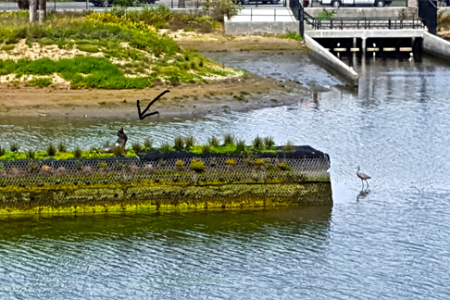 Sea Lion Gets in Oxford Basin