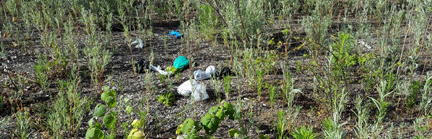 Don’t Dump Poop Bags in Oxford Basin