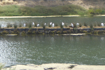 Birds Come and Go at Oxford Basin