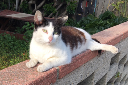 Lost Kitty in Oxford Triangle