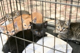 Free Kitties!