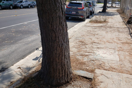 Ryavec to Make Motion to VNC to Remove Tree...