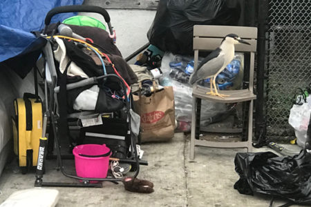 Heron Pictures Story of Trash and Rats on...