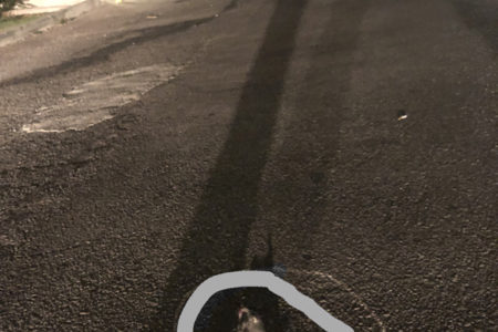 Rat Infestation  is Real Says Swinger, Upset...
