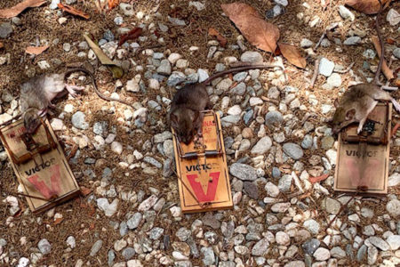 Rats are Not Just on 3rd Ave