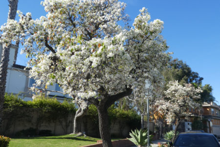 First Verdant Venice Tree Walk Super Bowl...